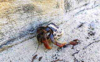 Large hermit crab crawls on beach sand Isla Contoy Mexico. photo