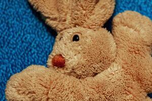 Brown cute bunny stuffed animal on blue background Blanket Germany. photo