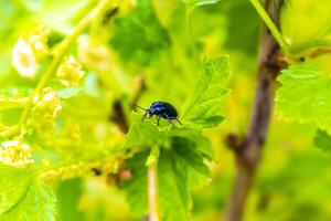 Metallic blue beetle insect on garden plant leaf in Germany. photo