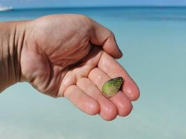 hermosa verde cáscara mejillón en el mano caribe mar en México. foto