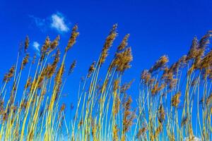 alto trigo y centeno cebada con azul cielo Alemania. foto