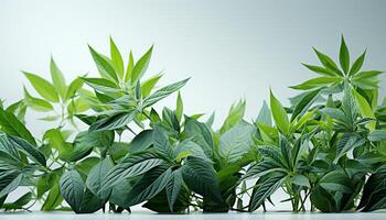 ai generado Fresco verde planta crecimiento en naturaleza, vibrante y orgánico generado por ai foto