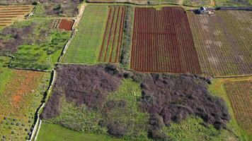 aéreo ver de agricultura campos. stari grad llanura hvar isla en Croacia. video