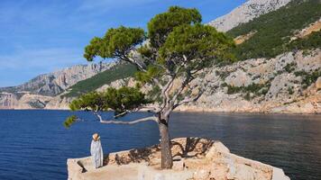 een vrouw vervelend een hoed De volgende naar een pijnboom boom in sveta nedilja Aan de Kroatisch eiland van hvar. reizen en zomer vakantie concept. video