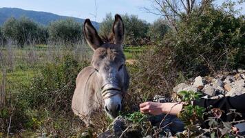 A portrait of a donkey eating grass. video