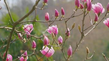 cierne rosado magnolia árbol. magnolia arboles en el botánico jardín. primavera calor. cerca arriba. video
