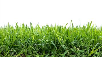 AI generated Fresh Perspective Green Grass Field Isolated on White Background for Montage Product Display, with Clipping Path photo