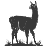 ai genererad silhuett lama djur- svart Färg endast full kropp png