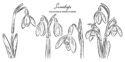 Hand-drawn set sketch of spring snowdrop flowers in a doodle style. Vector templates snowdrop with a transparent background or on a white backdrop for anti-stress coloring book, invitations and print