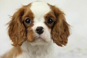 Cute cavalier King Charles spaniel puppy on light background photo