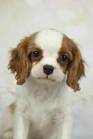 Cute cavalier King Charles spaniel puppy on light background photo