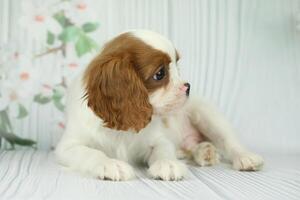 Cute cavalier King Charles spaniel puppy on light background photo