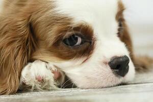 Cute cavalier King Charles spaniel puppy on light background photo