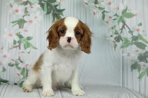 Cute cavalier King Charles spaniel puppy on light background photo