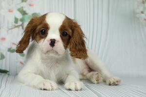 Cute cavalier King Charles spaniel puppy on light background photo