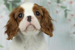 Cute cavalier King Charles spaniel puppy on light background photo