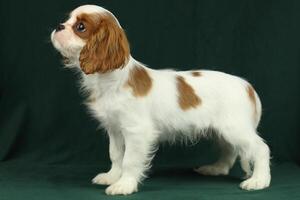 Cute cavalier King Charles spaniel puppy on dark background photo