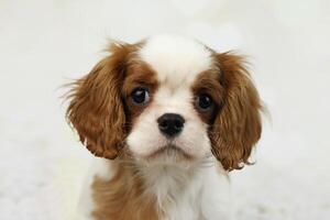 Cute cavalier King Charles spaniel puppy on light background photo