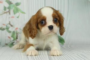 Cute cavalier King Charles spaniel puppy on light background photo