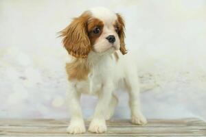 Cute cavalier King Charles spaniel puppy on light background photo