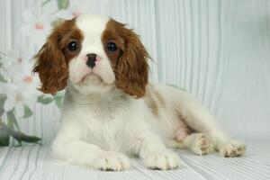 Cute cavalier King Charles spaniel puppy on light background photo