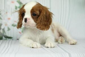 Cute cavalier King Charles spaniel puppy on light background photo