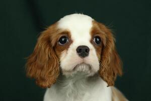 Cute cavalier King Charles spaniel puppy on dark background photo