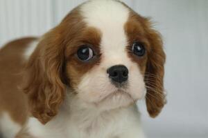 Cute cavalier King Charles spaniel puppy on light background photo