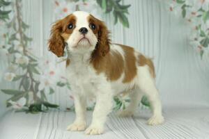 Cute cavalier King Charles spaniel puppy on light background photo