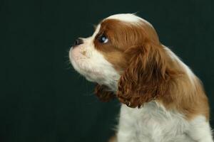 Cute cavalier King Charles spaniel puppy on dark background photo