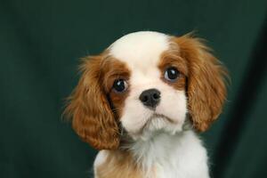 Cute cavalier King Charles spaniel puppy on dark background photo