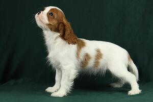 Cute cavalier King Charles spaniel puppy on dark background photo