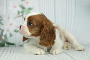 Cute cavalier King Charles spaniel puppy on light background photo