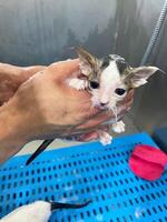 Bubble bath a small gray stray cat. Cute small tabby kitten taking a bath. a fluffy cat photo