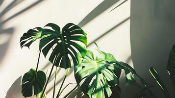 ai generado grande verde planta siguiente a blanco pared. generativo ai. foto