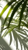 AI generated Close Up of a Plant With Long Green Leaves. Generative AI. photo