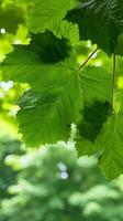 ai generado cerca arriba de un lozano verde frondoso árbol. generativo ai. foto