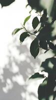 AI generated Close Up of Leafy Tree Against white Background. Generative AI. photo