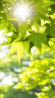 AI generated Sunlight Streaming Through Tree Leaves. Generative AI. photo