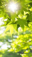 ai generado luz de sol transmisión mediante árbol hojas. generativo ai. foto