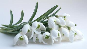 ai generado campanilla de febrero flor en un blanco antecedentes foto