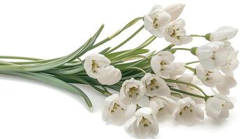 AI generated Snowdrop flower on a white background photo