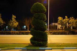 A tall green bush with a spiral shape is in the middle of a street photo