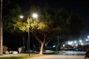 un árbol es iluminado arriba a noche, con un calle ligero brillante en eso foto