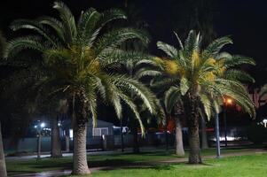 Two palm trees are standing in a park at night photo