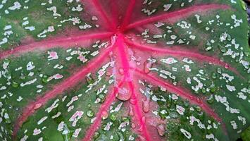 close-up photo of leaves with pink and white spots