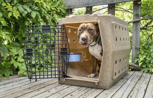 red nose pit bull dog in his travel kennel on a wooden backyard patio photo