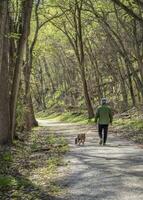 senior man walking with a dog in a forest - Steamboat Trace Trail near Peru, Nebraska photo