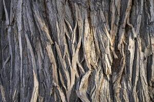 texture of an old poplar tree trunk with vertical bark patterns photo