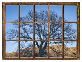 tree silhouette at Colorado foothills - window view photo